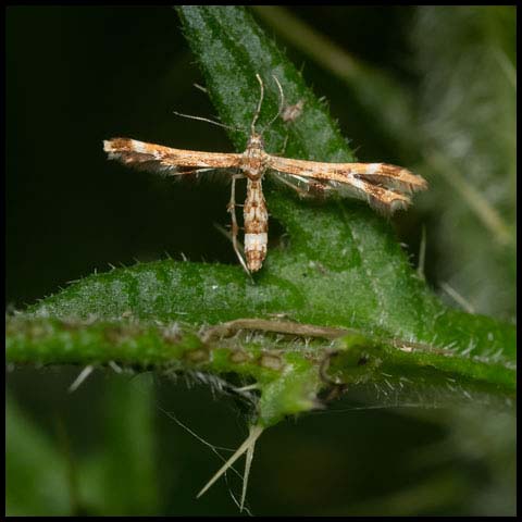 Grape Plume Moth