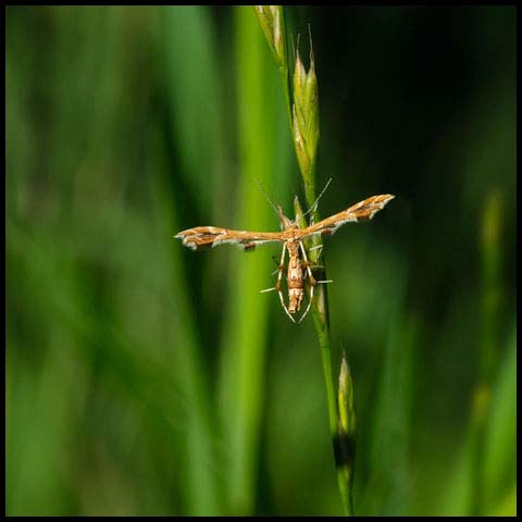 Grape Plume Moth