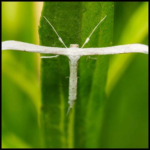 Milky Plume Moth