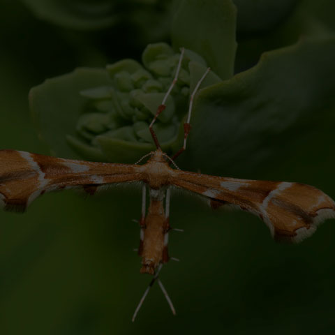 Rose Plume Moth