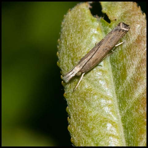 Bluegrass Webworm Moth