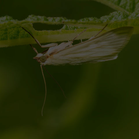 Carrot Seed Moth