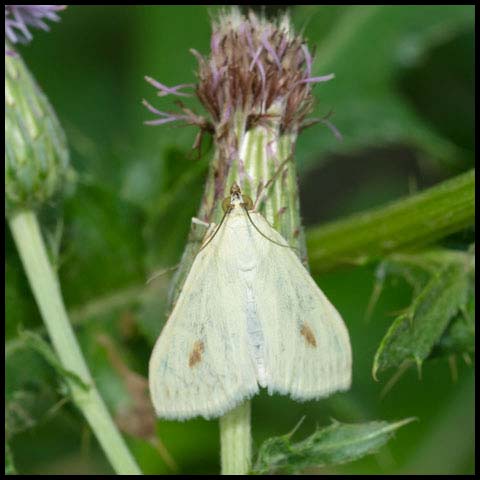 Carrot Seed Moth