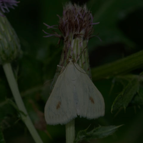 Carrot Seed Moth
