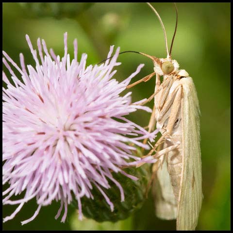 Carrot Seed Moth