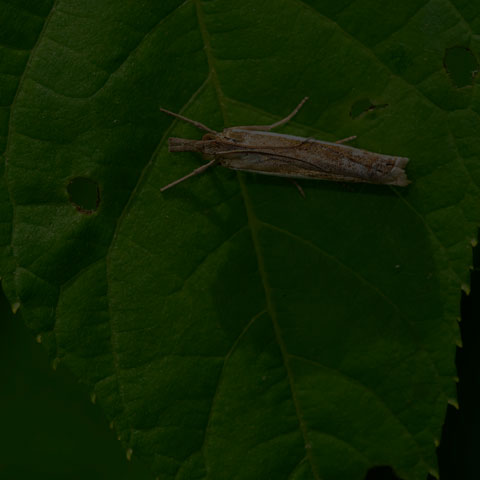 Common Grass-Veneer