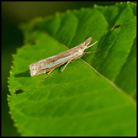 Common Grass-Veneer