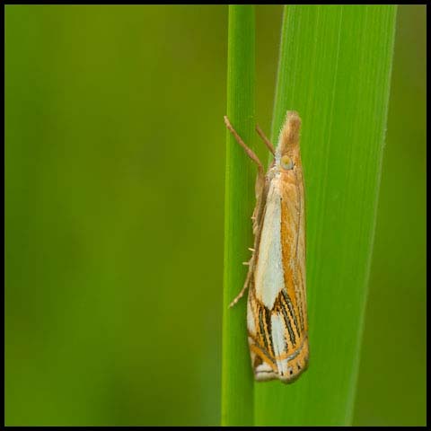 Double-banded Grass-veneer Moth