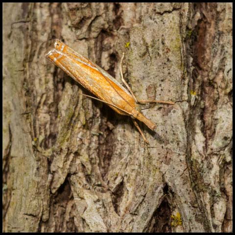 Double-banded Grass-Veneer