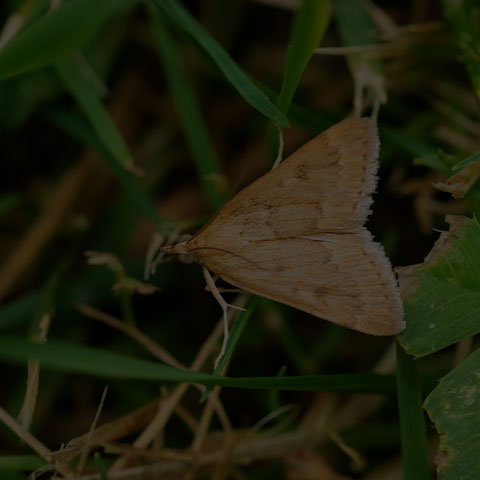 Garden Webworm