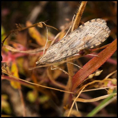 Lucerne Moth