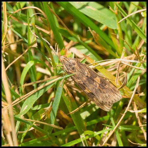 Lucerne Moth