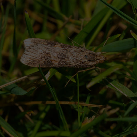 Lucerne Moth