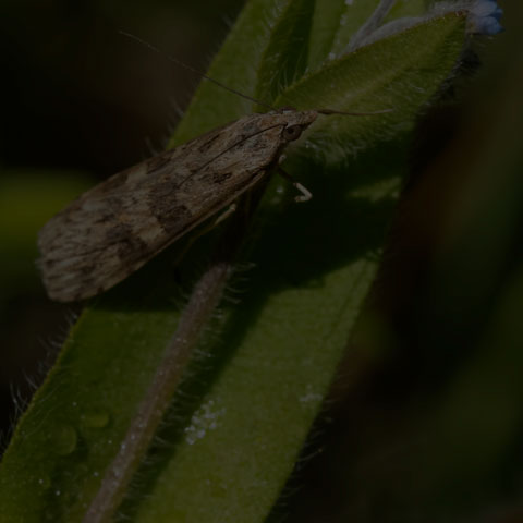 Lucerne Moth