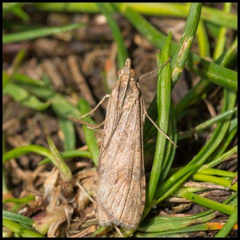 Lucerne Moth