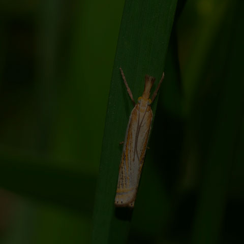 Pasture Grass-veneer