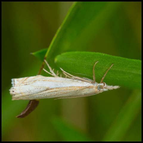 Pasture Grass-Veneer