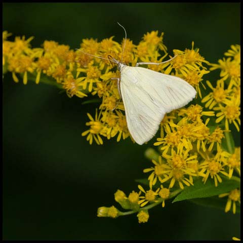 Snout Moths