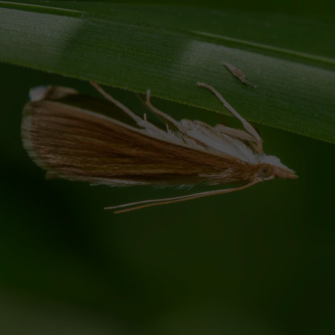 Streaked Orange Moth