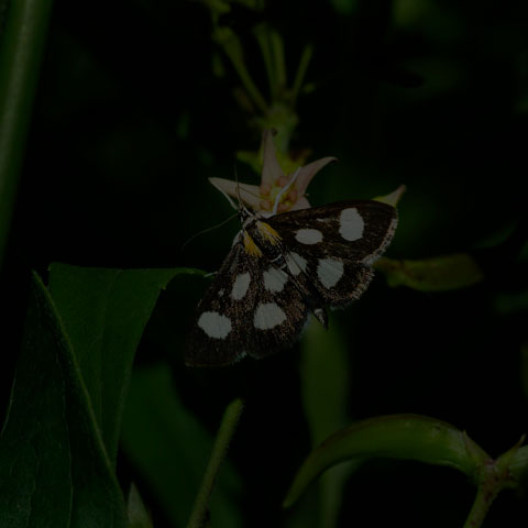 White-spotted Sable
