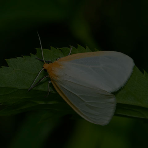 Delicate Cycnia Moth
