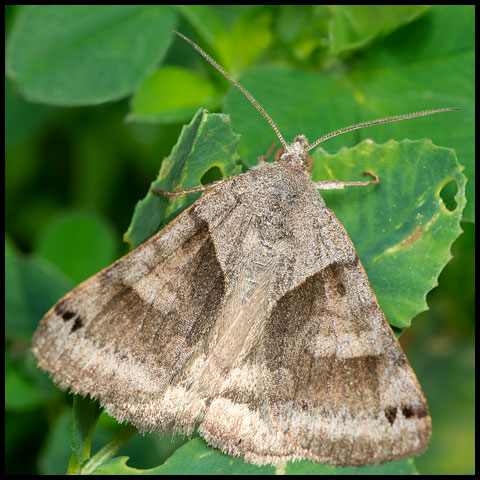 Forage Looper