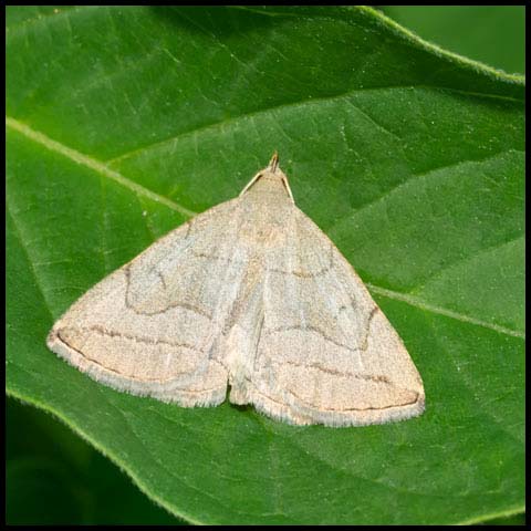 Grayish Fan-foot