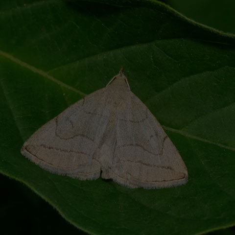 Grayish Fan-foot