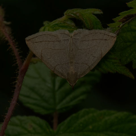 Grayish Fan-foot
