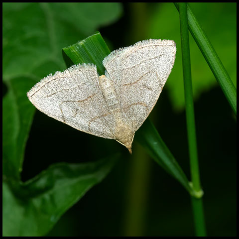 Grayish Fan-foot