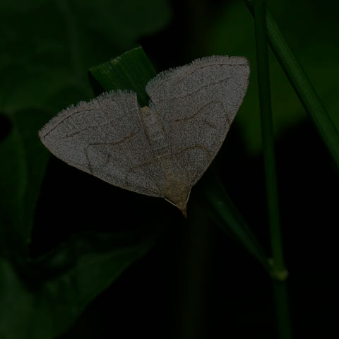 Grayish Fan-foot