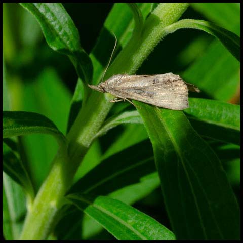 Green Cloverworm