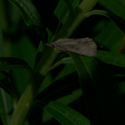 Green Cloverworm