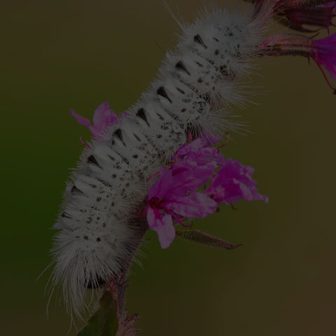 Hickory Tussock Moth