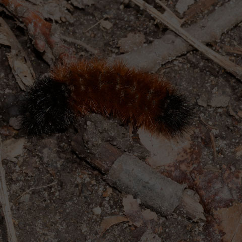 Isabella Tiger Moth