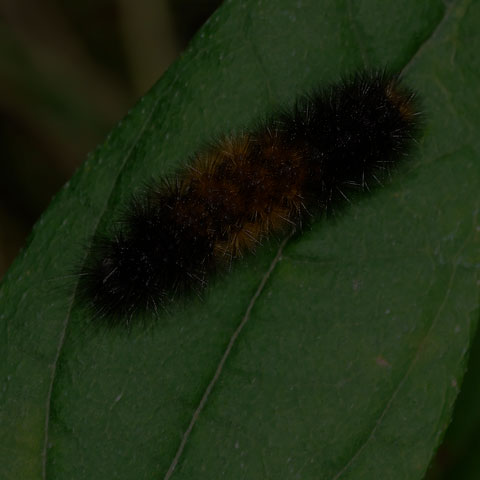 Isabella Tiger Moth
