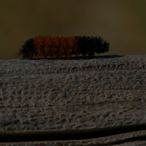 Isabella Tiger Moth