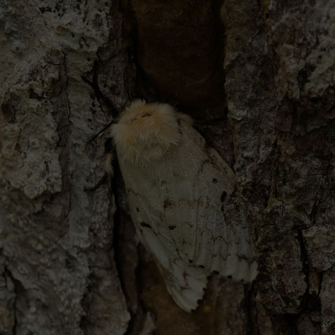 Spongy Moth