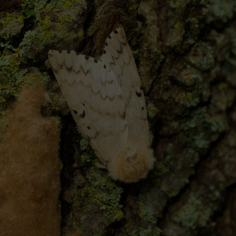 Spongy Moth