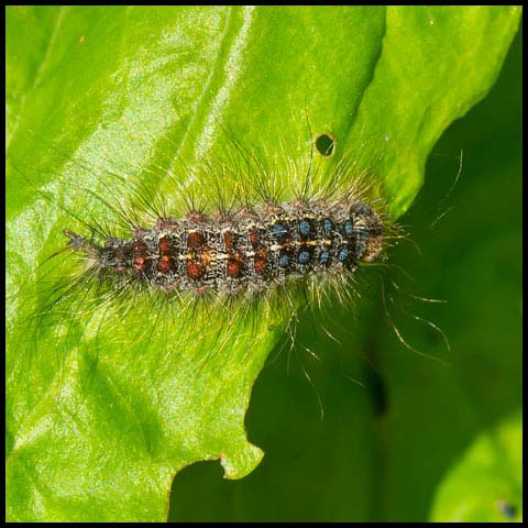 Spongy Moth