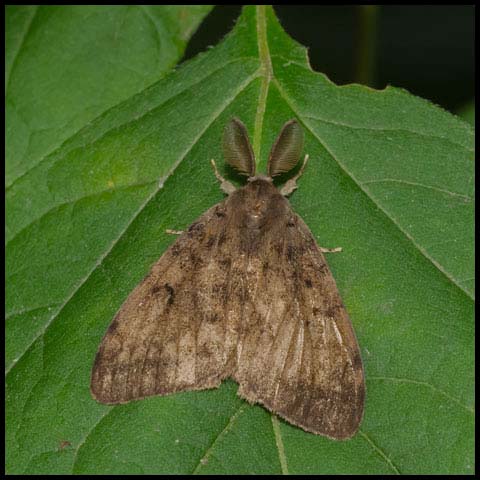 Spongy Moth