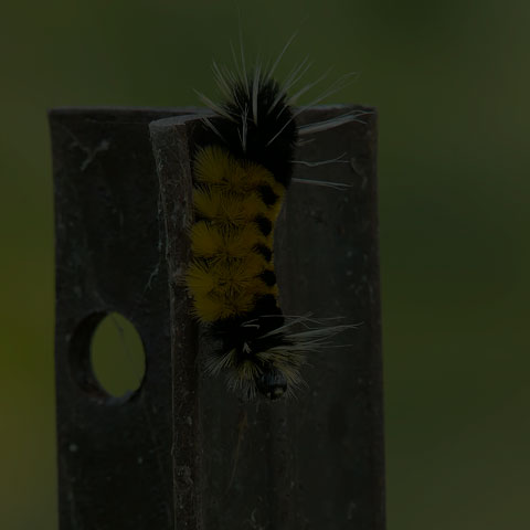 Spotted Tussock Moth