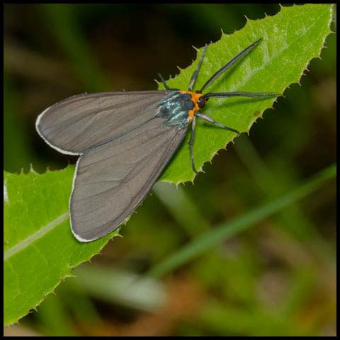 Virginia Ctenucha