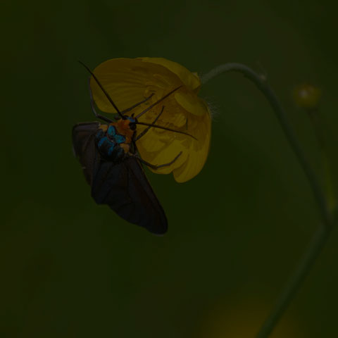 Virginia Ctenucha