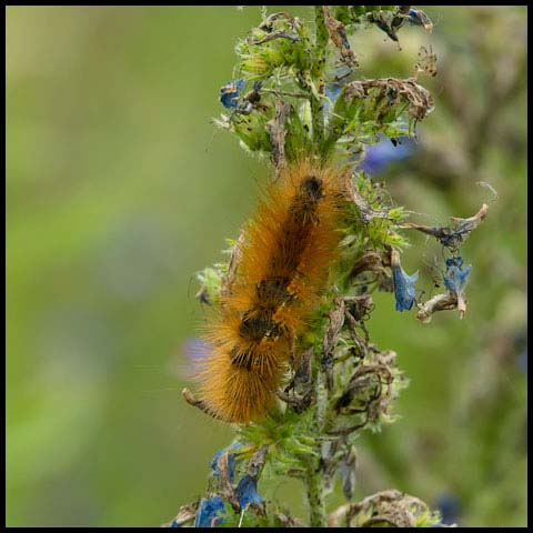 Virginian Tiger Moth