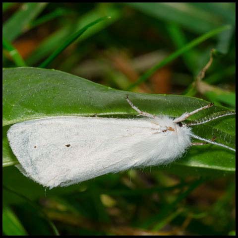 Virginian Tiger Moth