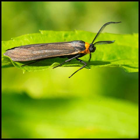 Yellow-collared Scape Moth