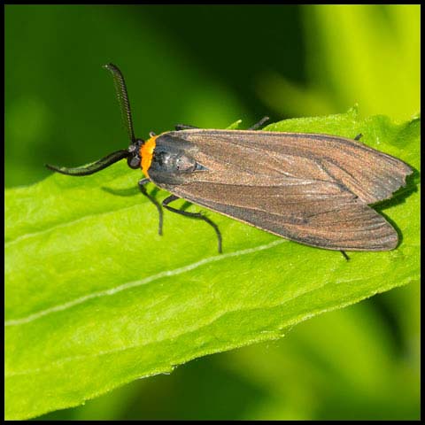 Yellow-collared Scape Moth