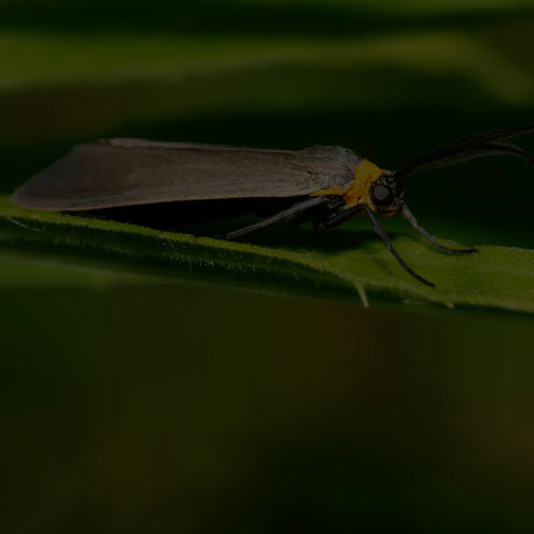 Yellow-collared Scape Moth