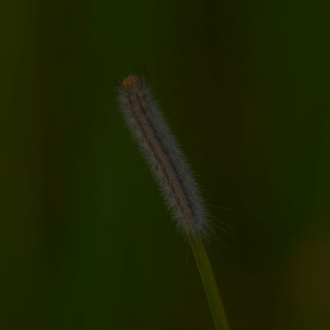 Yellow-collared Scape Moth